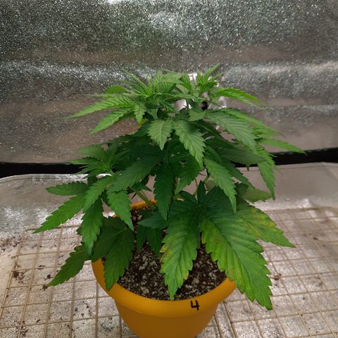 Royal Jewels F1 #4 growlog timeline photo