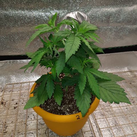 Royal Jewels F1 #2 growlog timeline photo