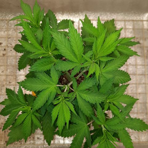 Royal Jewels F1 #1 growlog timeline photo