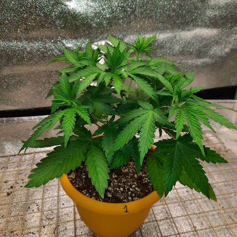 Royal Jewels F1 #1 growlog timeline photo