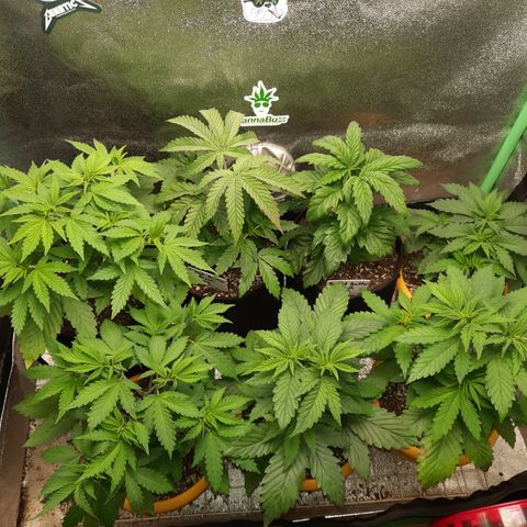 Royal Jewels F1 #1 growlog timeline photo