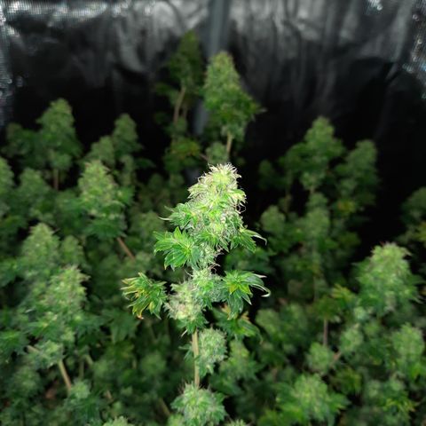 Australian Bastard Female  growlog timeline photo