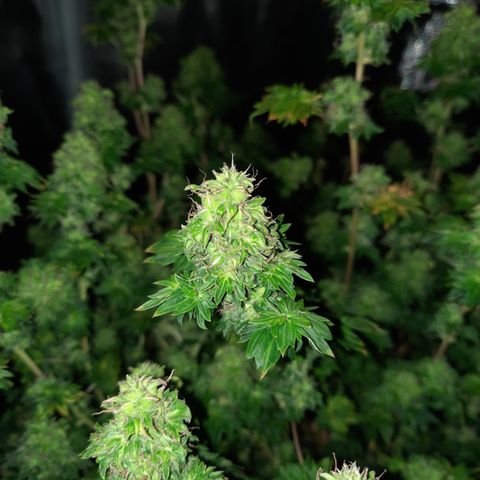 Australian Bastard Female  growlog timeline photo