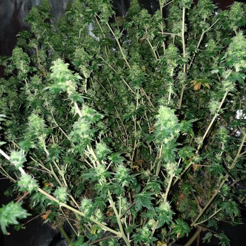 Australian Bastard Female  growlog timeline photo