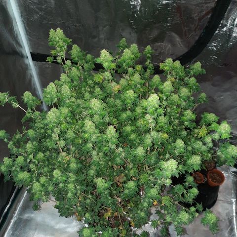 Australian Bastard Female  growlog timeline photo