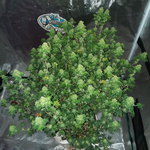 Australian Bastard Female  growlog timeline photo