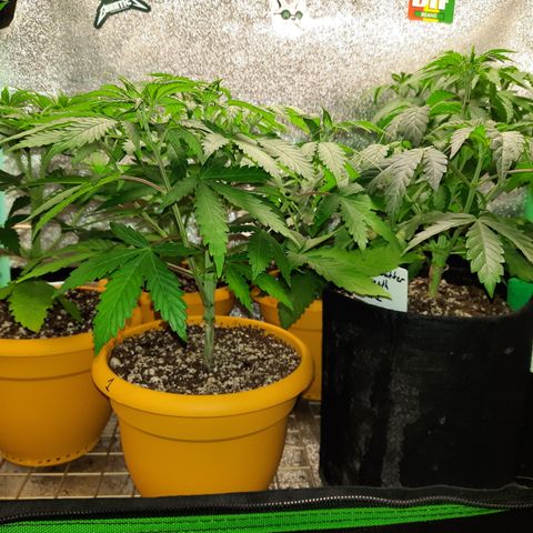 Royal Jewels F1 #1 growlog timeline photo