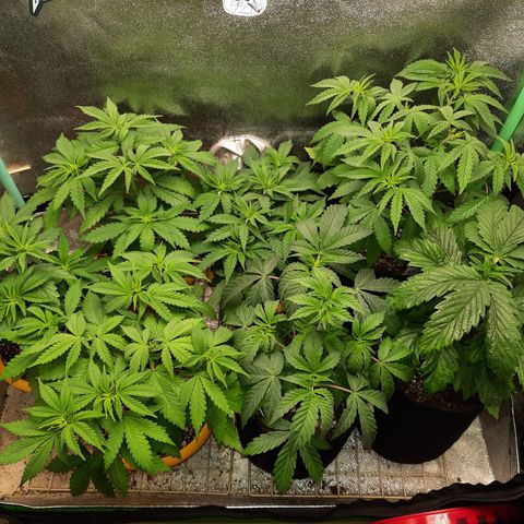 Royal Jewels F1 #1 growlog timeline photo