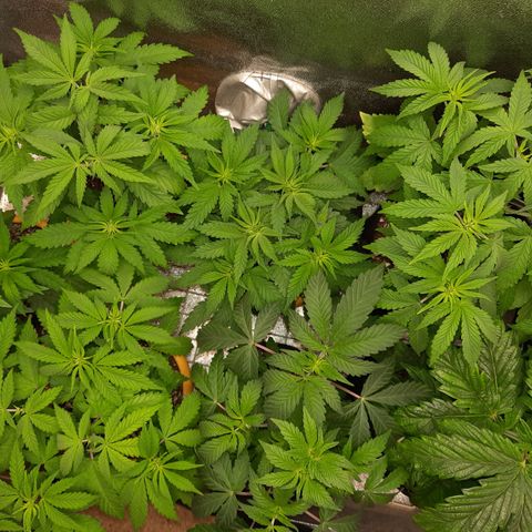 Royal Jewels F1 #1 growlog timeline photo