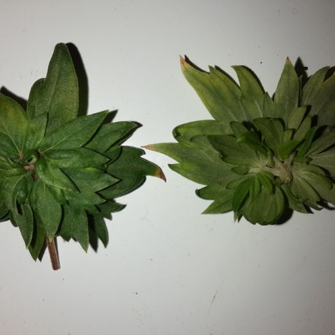 Australian Bastard Female  growlog timeline photo