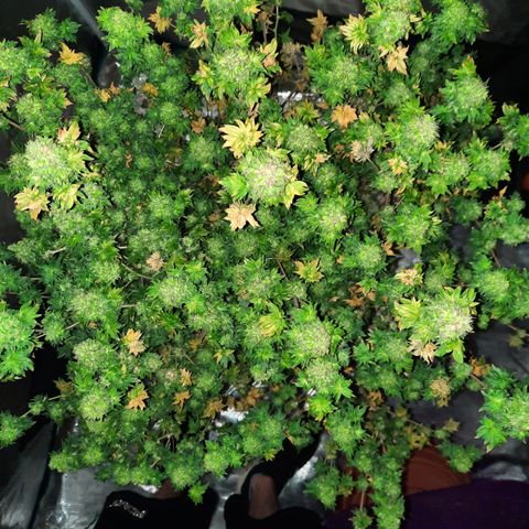 Australian Bastard Female  growlog timeline photo