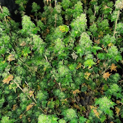 Australian Bastard Female  growlog timeline photo