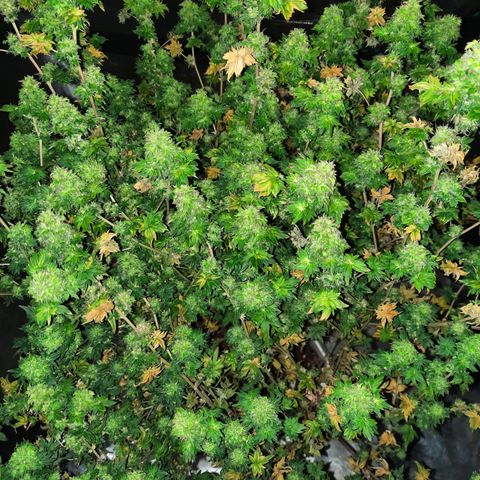 Australian Bastard Female  growlog timeline photo