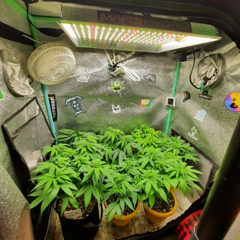 Royal Jewels F1 #1 growlog timeline photo