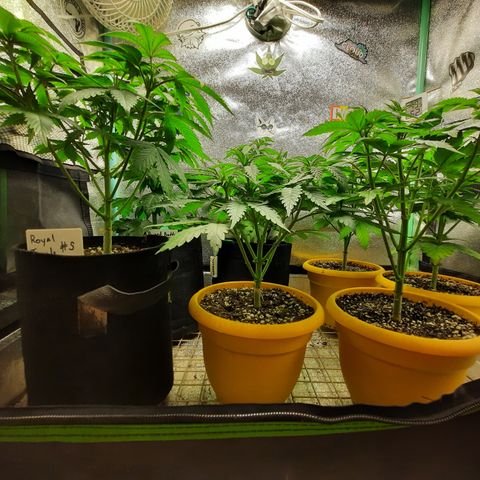 Royal Jewels F1 #1 growlog timeline photo