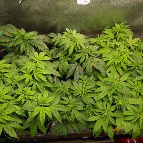 Royal Jewels F1 #1 growlog timeline photo