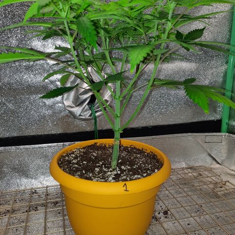 Royal Jewels F1 #1 growlog timeline photo