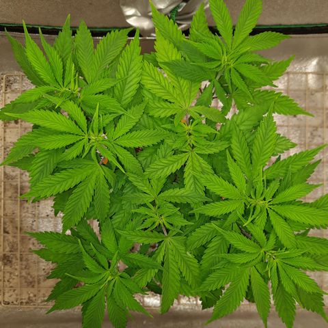 Royal Jewels F1 #1 growlog timeline photo