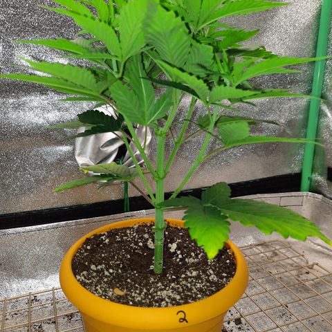 Royal Jewels F1 #2 growlog timeline photo