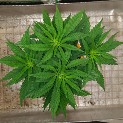 Royal Jewels F1 #2 growlog timeline photo