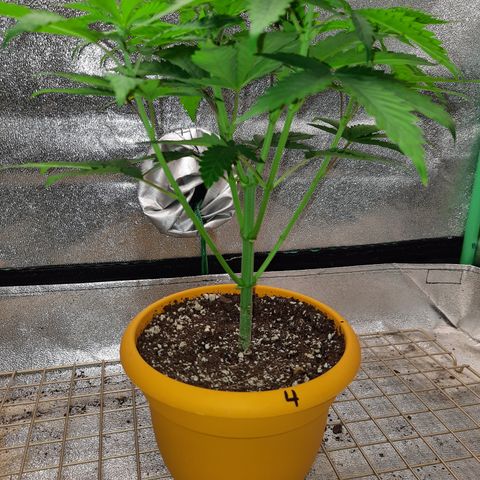 Royal Jewels F1 #4 growlog timeline photo