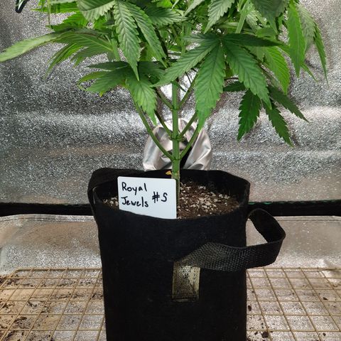 Royal Jewels F1 #5 growlog timeline photo