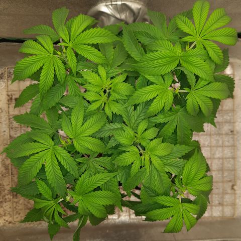 Royal Jewels F1 #5 growlog timeline photo