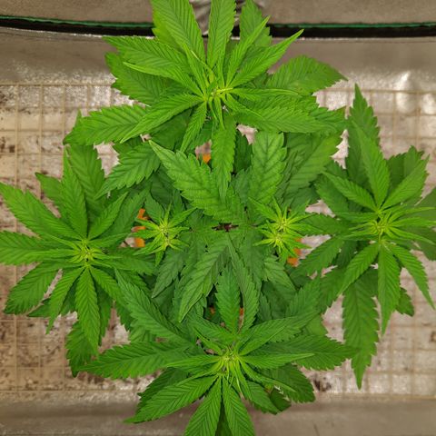 Royal Jewels F1 #4 growlog timeline photo