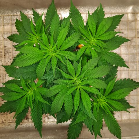 Royal Jewels F1 #6 growlog timeline photo