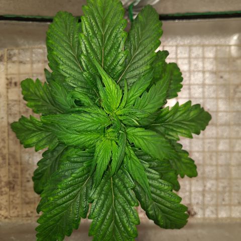 Peanut Butter Breath S1 #2 growlog timeline photo