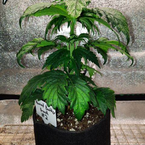 Peanut Butter Breath S1 #2 growlog timeline photo