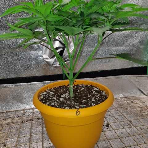 Royal Jewels F1 #6 growlog timeline photo