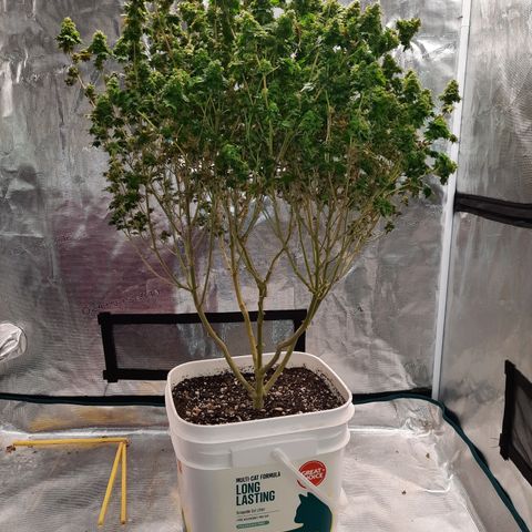 Australian Bastard Female  growlog timeline photo