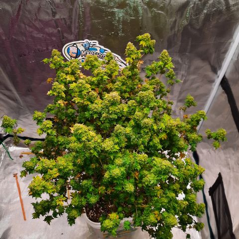 Australian Bastard Female  growlog timeline photo