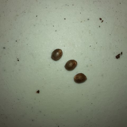 Australian Bastard Female  growlog timeline photo