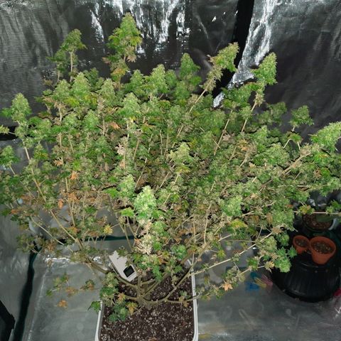 Australian Bastard Female  growlog timeline photo