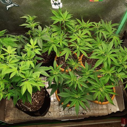 Royal Jewels F1 #1 growlog photo: Flower defoliation!