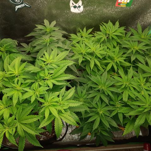 Royal Jewels F1 #1 growlog photo: Flower defoliation!