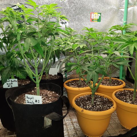 Royal Jewels F1 #1 growlog photo: Flower defoliation!