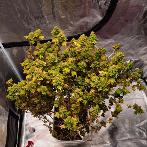 Australian Bastard Female  growlog timeline photo