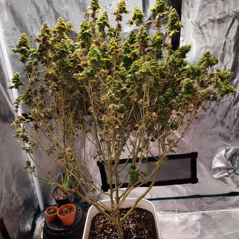 Australian Bastard Female  growlog timeline photo