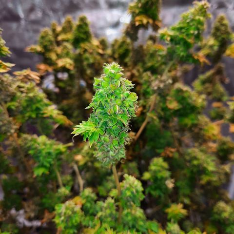 Australian Bastard Female  growlog timeline photo