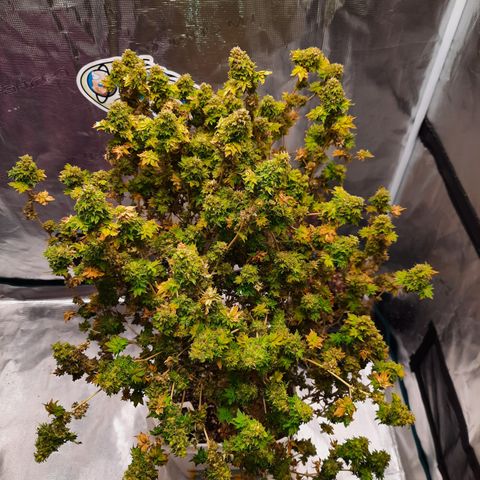 Australian Bastard Female  growlog timeline photo