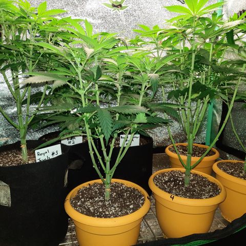 Royal Jewels F1 #1 growlog timeline photo
