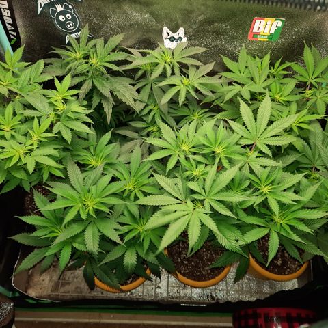 Royal Jewels F1 #1 growlog timeline photo