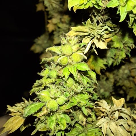 Australian Bastard Female  growlog timeline photo