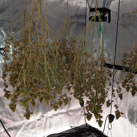 Australian Bastard Female  growlog timeline photo