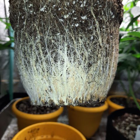 Royal Jewels F1 #4 growlog timeline photo