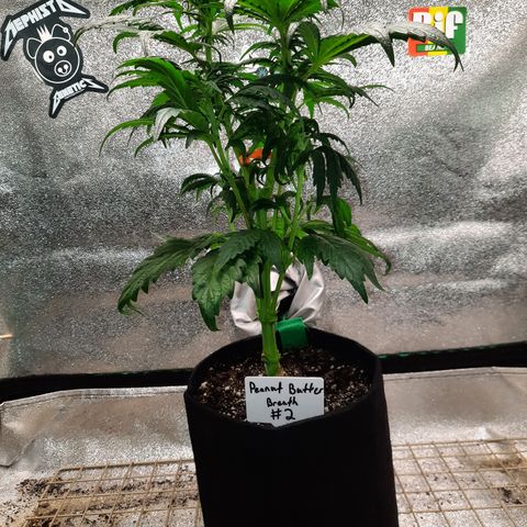 Peanut Butter Breath S1 #2 growlog timeline photo