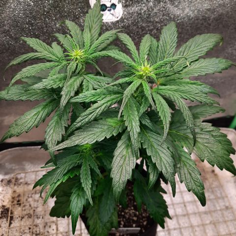 Peanut Butter Breath S1 #2 growlog timeline photo